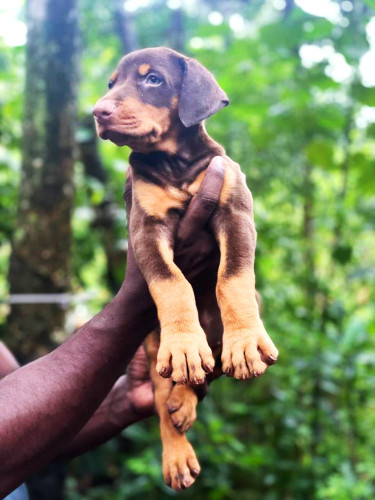 Doberman